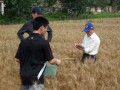 小麦十项栽培生产技术模式 确保稳产高产